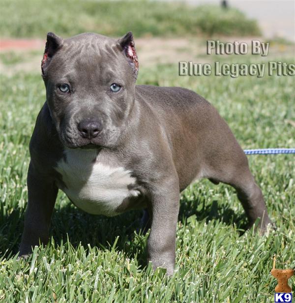 Puppies in Riverside